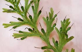 Image result for Polyphlebium