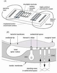  dna is housed within the.cell analogy the animal cell is being compared to a football team. Analogy Of Cochlea As Resonator Could Lead To Artificial Copies
