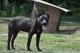Achieveressays.com is the one place where you find help for all types of assignments. Dog Breeder Convicted For Ear Cropping With Razors Peta