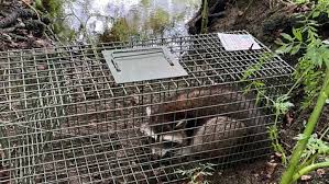 Gishi wa yan sus Gishi wa Yan Mama Junyuu Chuu - Ane wa