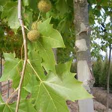 Platan is a brand of beer produced since 1598 in the czech town of protivín, south bohemia. Platanus Acerifolia Hispanica Platan Englezesc De Vanzare Copacei Ro Pepiniera ZalÄƒu