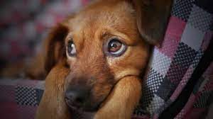 6 Tips On How To Deal With Jealous Dogs