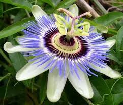 They get their nutrients from the air and water, not from the soil. Passion Flower Vine Http Www Tropical Plants And Flowers Guide Com Images Passion Flower Vine J Passion Flower Blue Passion Flower Flower Seeds