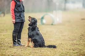 Sich mit seinem hund weiterbilden möchte, dem kann ich  mydog365  wärmstens empfehlen. Boarding Und Hundetraining Ubersicht Wie Man Ein Gluckliches Zuhause Fur Sein Haustier Schafft