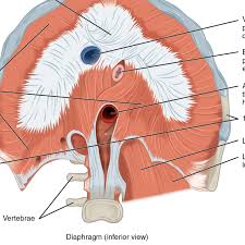 Common causes of sharp pain under your right rib or an aching rib cage, and when to seek medical treatment. How Does Copd Affect The Diaphragm
