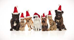 Adorable Team Of Seven Christmas Pets Of Different Breeds Sitting And Standing On White Background While Panting Puppy Dog Christmas Animals Pets Breeds