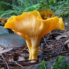 There are many different edible mushrooms in the united states, including tasty chanterelles and morels. Wild Edible Mushrooms And Truffles Of Oregon Delishably