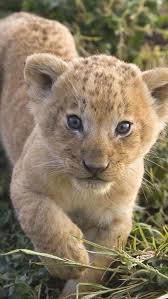 I Got To Hold 4 Lion Cubs While Visiting A New Surgical Suite At Purdue University Years Ago I Wanted To Take One Home With Images Cute Baby Animals Cute Animals Animals