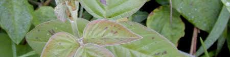 Image result for Desmodium intortum