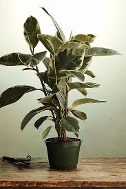 Image result for Ficus tettensis