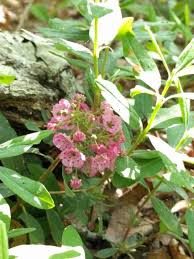 Image result for Clutia angustifolia