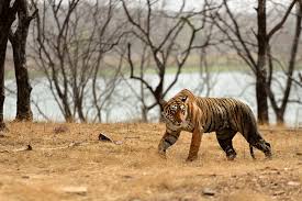 photo of a successful bengal tiger hunt ...