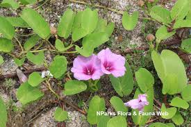 Image result for Ipomoea pes-caprae