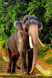 Mass entry of kerala elephants mangalamkunnu karnan and sivaraju മ ഗല ക ന ന കർണ ണൻ. Mangalamkunnu Kannan An Asian Elephant At Geetha P D