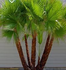 Image result for Acoelorrhaphe wrightii