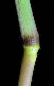 Image result for Digitaria debilis
