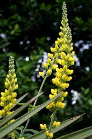 Image result for Tinnea vesiculosa