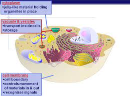Check spelling or type a new query. Cells Cell Organelles Doing Life S Work Bacteria Cells Types Of Cells Animal Cells Plant Cells Prokaryote No Organelles Eukaryotes Organelles Ppt Download