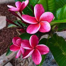 Pin On My Plumerias