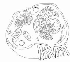 Animal Cell Worksheet Answers Fresh Cell Coloring Worksheet Answer Key In 2020 Animal Cells Worksheet Plant And Animal Cells Animal Cell