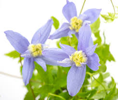 'blue' is a very hardy cultivar that grows well in partial shade or sun and can also be used as a ground cover. Waldrebe Maidwell Hall Clematis Macropetala Maidwell Hall Gunstig Online Kaufen