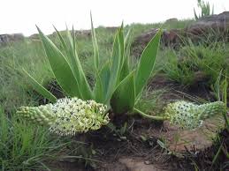 Image result for Schizocarphus nervosus