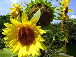 Like the seeds they grow from, sunflower microgreens are a good source of calories and healthy unsaturated fats. How To Grow Sunflowers Growing Sunflowers From Seeds Sunflower Care