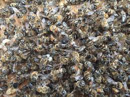 Bees die all the time. Millions Of Honey Bees Are Dying In The War Against Zika