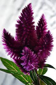 Red Cockscomb Celosia Cristata Beautiful Flowers Amazing Flowers Unusual Flowers