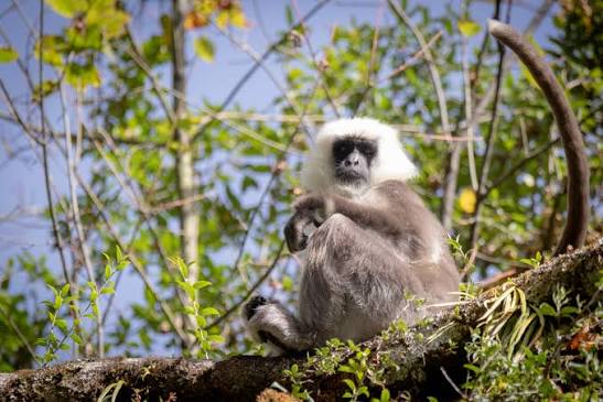 File:Nepal gray langur at Manag.jpg - Wikimedia Commons