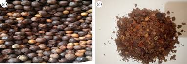 Image result for Afrostyrax