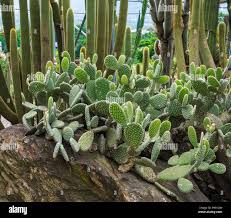 Image result for Cactaceae