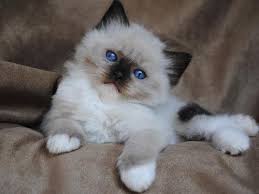 Beautiful seal point, mitted ragdoll kitten! Three Color Patterns Ragdolls Breeder
