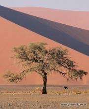 Image result for Acacia erioloba