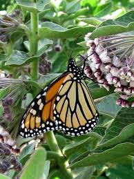 Pin On Perennials