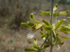 Image result for Eulophia tuberculata