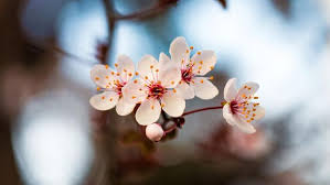 Sedang menyiapkan dekorasi bunga imlek? 5 Tanaman Hias Buat Hadiah Imlek Orang Tua Termasuk Bunga Marigold