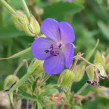 Image result for Geranium vagans