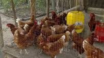 Gallinas de traspatio en galpón | La Finca de Hoy
