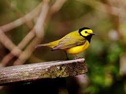 Black Bird With Bright Yellow Belly Hooded Warblers Are Commonly Seen During Spring Migration Bright Yellow With A Distinct Black Hood These Little Birds Move A Bird Dauphin Island Rare Species
