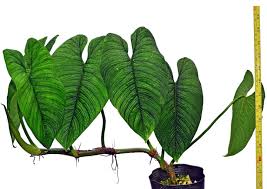 Philodendron Lynnhannoniae In 2020 Philodendron Plant Variegated Plants Philodendron