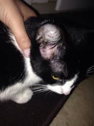 Maybe you would like to learn more about one of these? My Cat Has A Big Bump In Front Of Her Ear In The Bald Spot This Bump Stretches To Over Her Ear T The Top Too This Morning It Pusses Petcoach