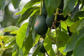 Avocado innen braun wie erkenne ich. Avocado Uberwintern So Machen Sie Es Richtig