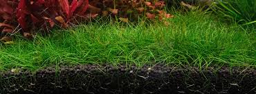 Image result for Eleocharis minuta