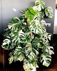 Variegated Monstera Buckle Street Variegated Plants Cool Plants Tropical Plants