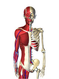 Human upper skeletal and connecting muscles. Teamlabbody 3d Motion Human Anatomy