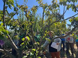 Image result for pruning plum trees