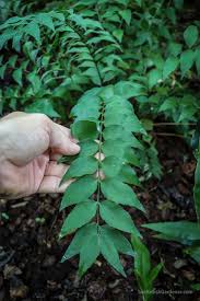 Image result for Ficus fischeri