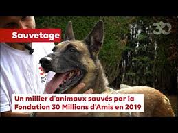 1,093,223 likes · 182,199 talking about this. En 2019 La Fondation 30 Millions D Amis A Sauve Pres D Un Millier D Animaux Maltraites Youtube