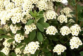 Image result for Isopyrum nipponicum